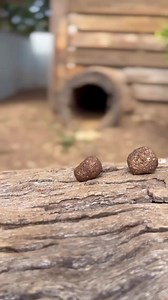 26 reactions | Is wombat poo square? . We put it to the test. Verdict? #thewildlifetwins #poo #wombat #barenosewombat #marsupial #australia #squarepoo #cuteanimals #reels #faunafact #wildlife #test | The Wildlife Twins | Facebook