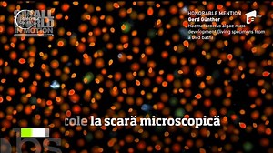 Spectacole la scară microscopică