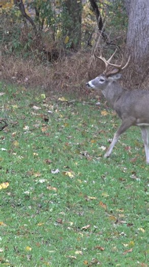 Sirius Archery on Instagram: "NEW from SiriusTV! @wyatt_adkins_outdoors is hunting the rut in WV and the biggest 8 we’ve ever hunted made an appearance in his plot! Click the link in our bio to watch! #bowhunting #archery #hunting #huntsirius"