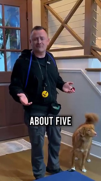 651K views · 10K reactions | One of the Biggest Mistakes Dog Owners Make #dog #dogs #puppy #dogtraining #fyp | American Standard Dog Training | Facebook