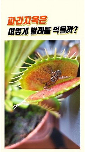 How do Venus flytraps eat bugs?