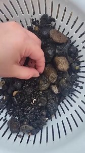 Sifting for fossilized shark's teeth along the Peace River, south-central Florida. 🦈🦈🦈 ⚒️ . . . #DiamondMountainMining #SimplePleasures #River #PeaceRiver #Fossil #FossilSharkTooth #FossilHunt #Rockhound #TreasureHunt #SwishSwish | Diamond Mountain Mining, LTD