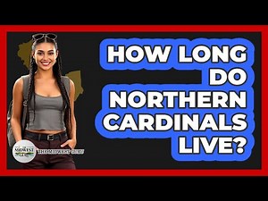 How Long Do Northern Cardinals Live?