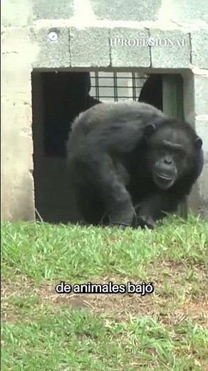 Reabrió el zoológico más grande del país: la transformación que sorprende