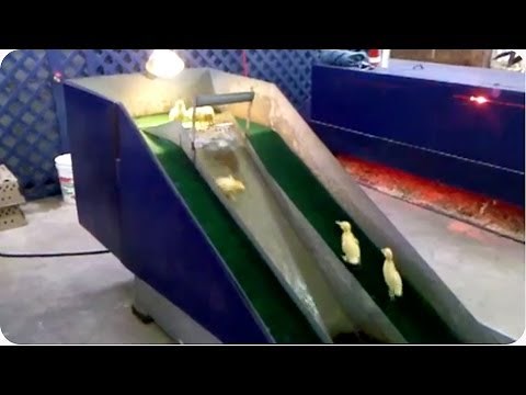 Baby Ducklings Play On A Slide