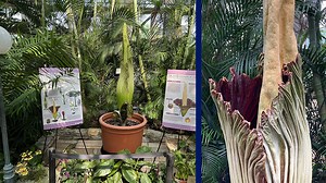 Como Zoo Conservatory corpse flower is blooming: Watch live