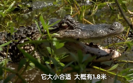 一只出门忘了看黄历的鳄鱼，被贝爷一个人秒杀，提着尾巴扛走了！（翻译正确精选版）