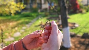 Balsam flower impatiens explodes in children's hands