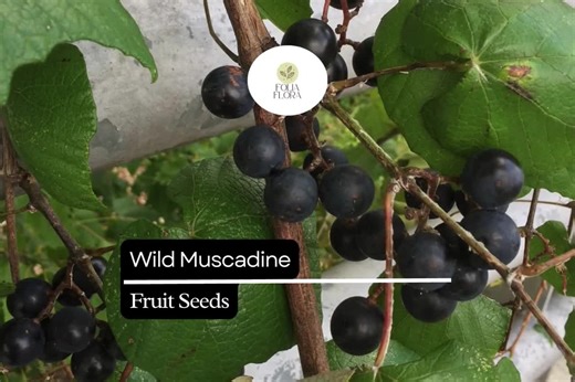 Wild Muscadine Seeds – Vitis Rotundifolia – 5 Seeds, Native Grape Vine, Edible Fruit, Drought-tolerant, Pollinator-friendly, Fast-growing - Etsy