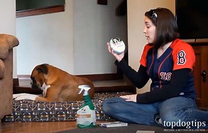 How to Remove Fleas From a Dog and Prevent Infestations