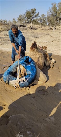 كيف يقوم الرجل بتعديل وتثبيت أنبوب الماء خلف الجمل في الصحراء؟