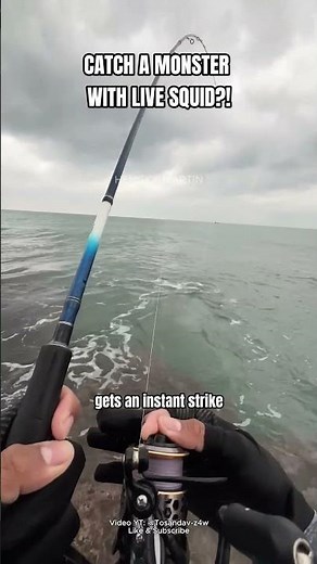 INSANE MONSTER STRIKE! Needlefish Fishing With Live Squid From The Rocks #shorts