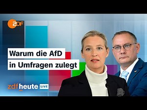 AfD erreicht höchsten Umfragewert – Was das für die nächsten Wahlen heißt | ZDFheute live analysiert