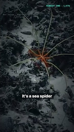 1,477 Meters Down, an Animal That's Almost All Legs | Sea Spider (Real Footage) 🌊