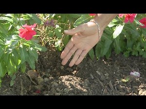 Armadillo Damage – This Week in the Garden