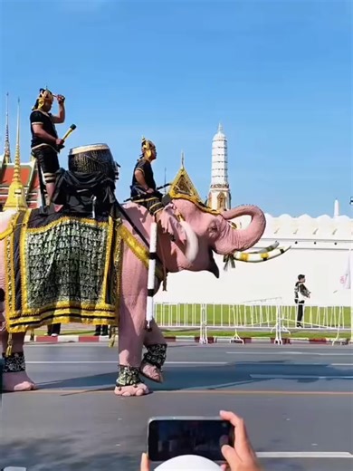 タイの「王国の象」団体は、アユタヤの王立象舎から連れてきた11頭の象を率いてバンコクの王宮へ向かい、亡くなったシリキット前王太后に敬意を表した。