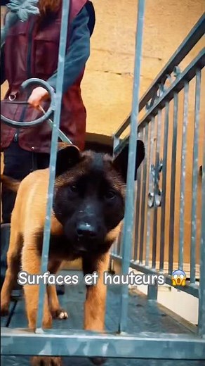 Incontournable pour le malinois opérationnel : s’habituer aux surfaces et hauteurs