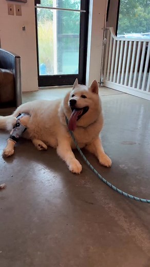 We seriously have the best patients. Sorry, not sorry. | Bionic Pets