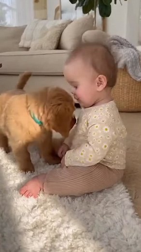 Cute puppy play with baby so cute 🐶🥰 #baby #funny #puppies #puppy #baby #babycute #puppiesoftiktok #babyplay #baby #cutepuppies #puppiescute #baby #cutebaby #cutebabies #funny #dog #puppy #puppiesoftiktok #dad #baby | Baby & Pets