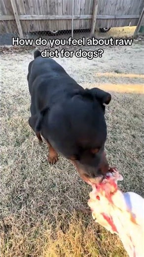 How do you feel about raw diet for dogs?