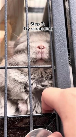 How to Comfort a Chinchilla That Is Mad at You