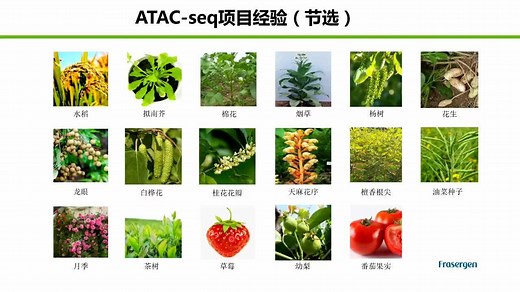 ATAC-Seq原理与分析