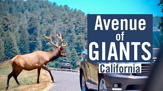 Avenue of Giants - The Historic Redwood Forest Highway in California