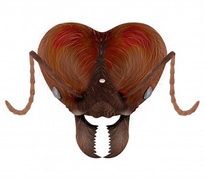 Leaf Cutter Ant Species - Atta cephalotes