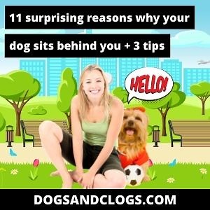 11 Surprising Reasons Why Your Dog Sits Behind You   3 Tips