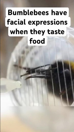 This bumblebee has facial expressions when tasting food | Science News