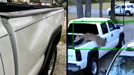 Deer gets surprise after leaping over a car