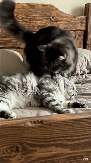 🥰Cuddling hacks that make you NEVER wanna get out of bed! #Cuddling #CoupleGoals #RelationshipHacks