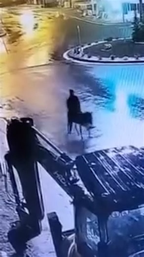 We're guessing this donkey didn't know it was an accessory to a crime! 😅 | News.com.au