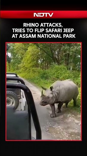 Rhino Attacks, Tries To Flip Safari Jeep At Assam National Park