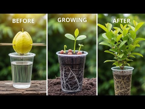 How to Grow a GUAVA TREE from Seed At Home | Complete Step-by-Step Guide