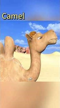 This camel has five humps.But as it walks forward, #cartoon#funny #tiktok #usa #fyp #fypシ