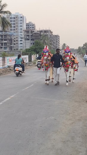 Beautiful horses 😍 - wedding horse video - Gujarat | Indian Animals And Birds