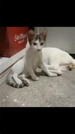 Funny african prank video | Try not to laugh | funny prank short video #funny #funnyvideo #shorts