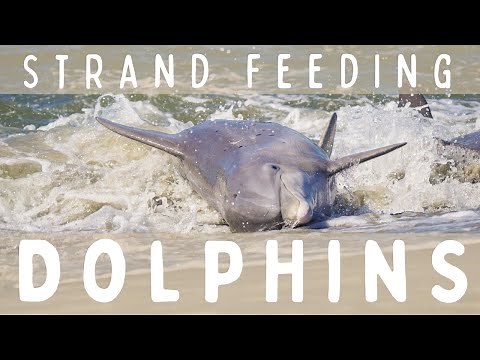 Dolphins Strand Feeding in South Carolina