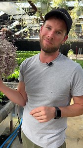 155K views · 10K reactions | Beautiful pink leaves on this tradescantia make it a favourite hanging basekt for any room in the house. Bryan is here to let you know the best way to take care of this tropical-check it out in the video. | West Coast Gardens | Facebook