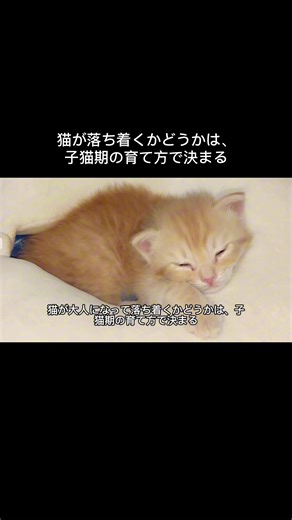子猫の育て方と性格形成のポイント