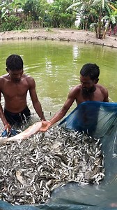 144K views · 873 reactions | Amazing Local Net Fishing Video #Fish #village #bigfish #Fishing #netfishing | Local Fishing Videos | Facebook