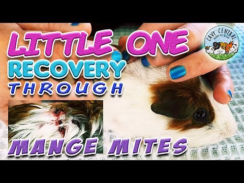 How to treat guinea pigs with mites and mange and how to stop them scratching and cutting their skin