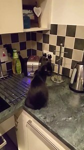 Finally, proof cats can't make toast. (Via JukinVideo) | HuffPost UK