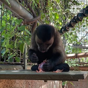 Tufted Capuchin snack time 🙊 📸 Keeper Mel | Perth Zoo