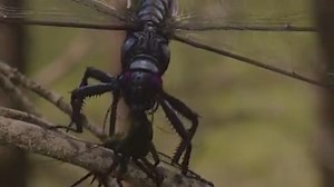 Meet the giant swamp dwellers of 358 million years ago | Best Documentary