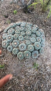 The peyote sanctuary of Deep South Texas #thebeautywayofthefourdirectionssouthtexasnac | Benito Villarreal