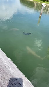 2.1M views · 7.8K reactions | Este cocodrilo no le tiene miedo al grupo de tiburones que lo rodean Se queda tan pancho en el agua mientras los demás lo acechan. Crédito: ViralHog | Clarín | Facebook