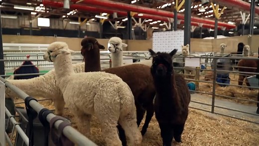 Measuring up an award-winning Alpaca ahead of Royal Hobart show