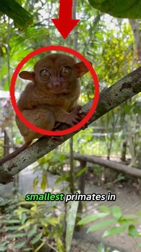 This Cute Creature Is Actually a Silent Night Hunter 👀
